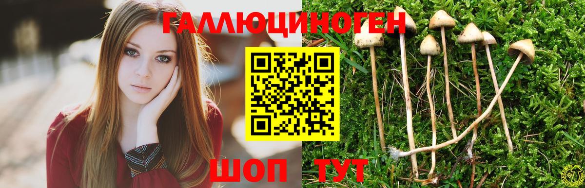Тимашёвск  Галлюциногенные грибы прущие грибы  Галлюциногенные грибы Psilocybe  Вход с VPN 